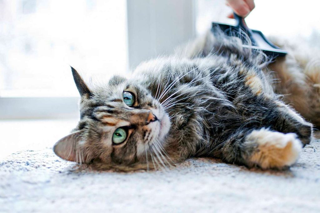chat-brossage