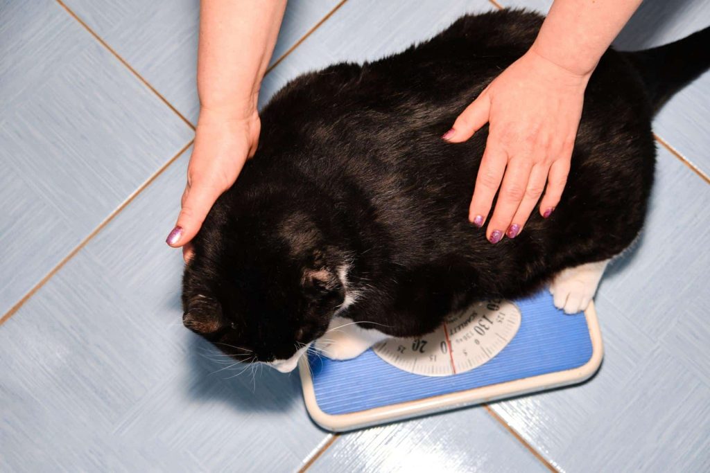 chat-poids