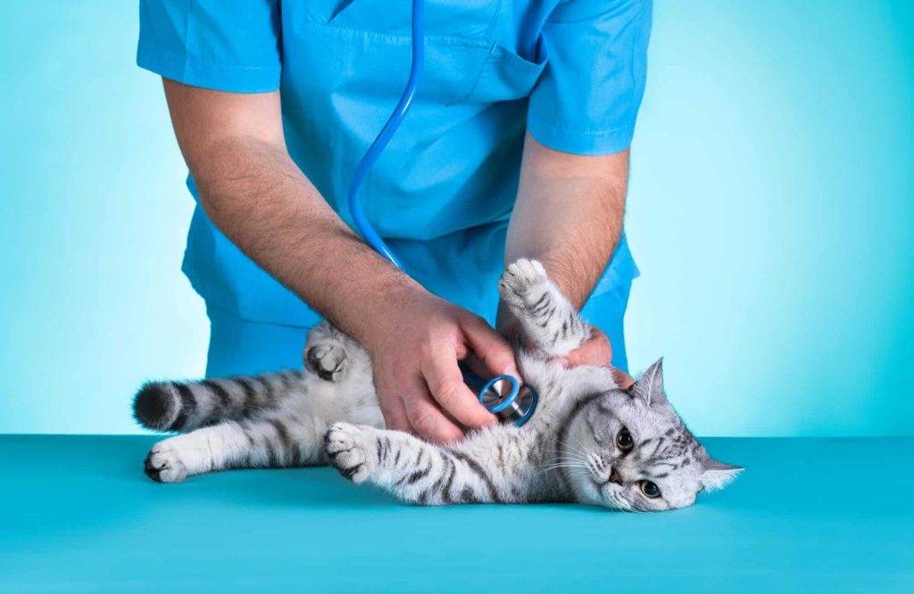 Chat malade chez vétérinaire