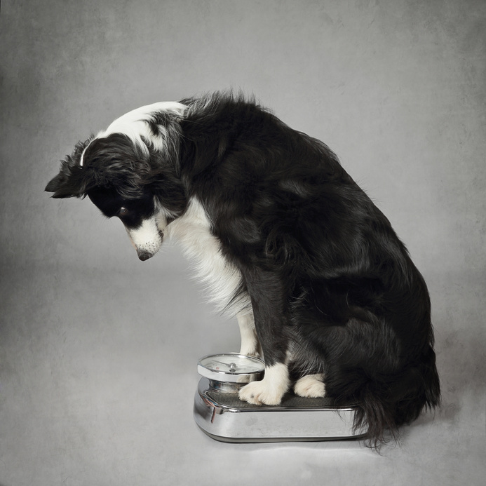 chien border Collie se pesant Chien sur une balance