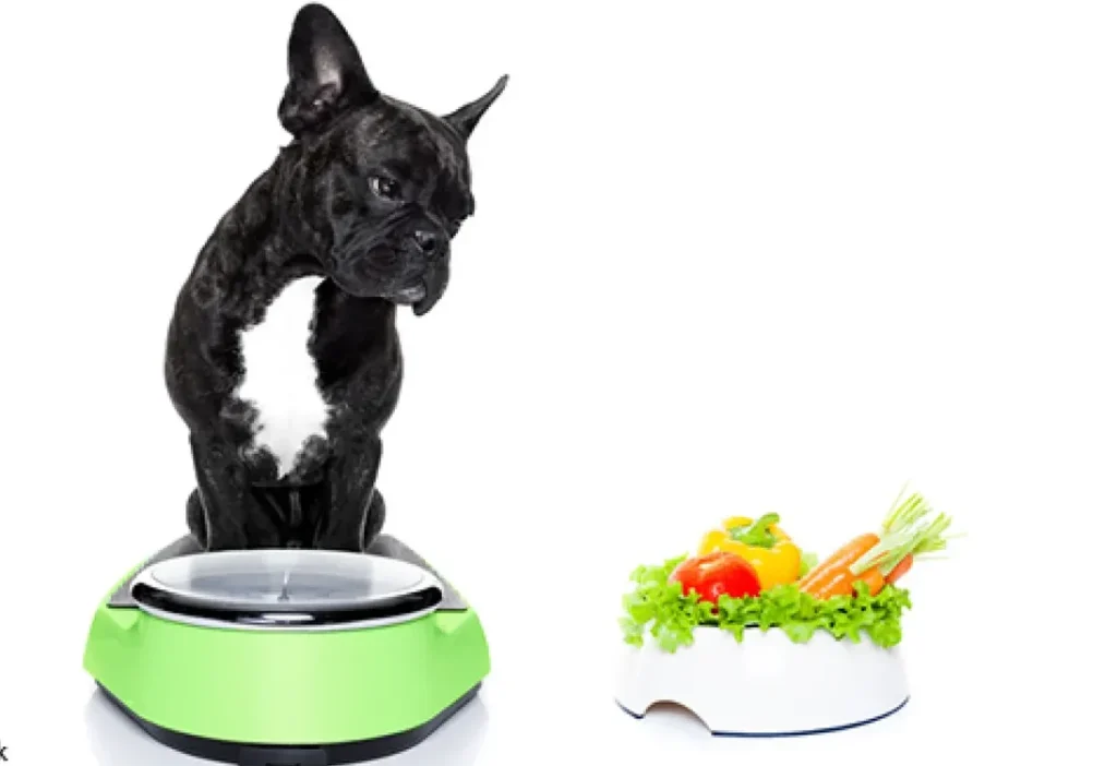 regime-chien-surpoids Recettes pour chien surpoids